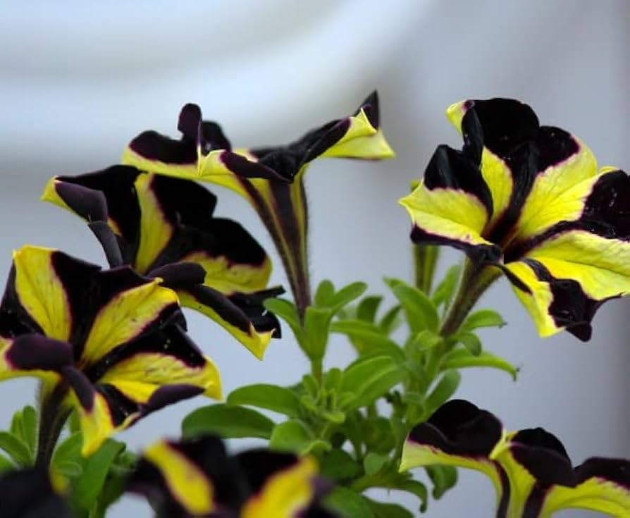 Yellow Black Playmates Flowers in Garden Borders