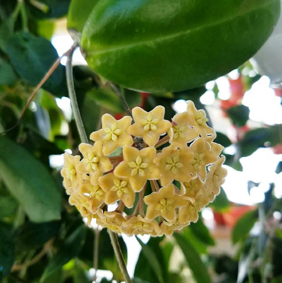 Yellow Carnosa Flowers in Garden Borders