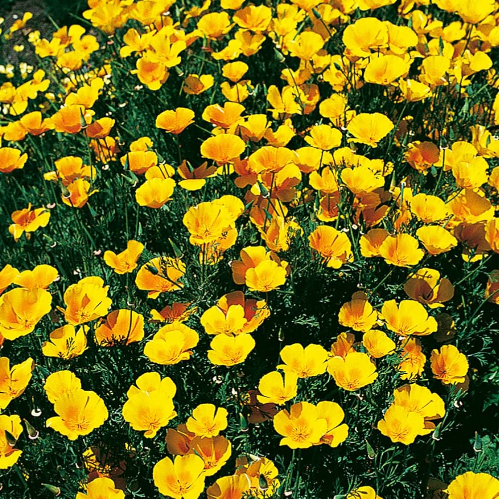 Yellow Eschscholtzia Flowers in Garden Borders