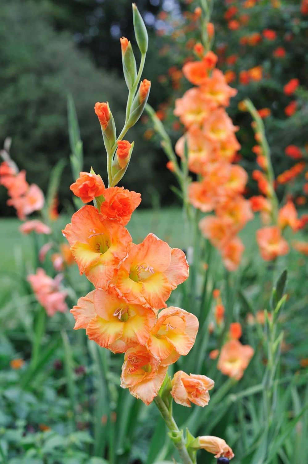 Yellow Orange Gladiolus in Garden Borders