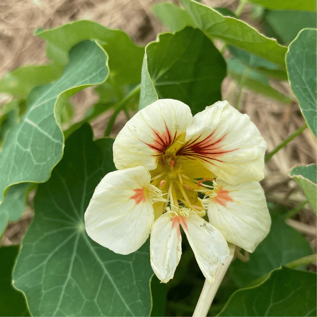 Yellow Peach Nasturtium in Garden Borders