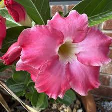 Yellow Pink Adenium Obesum in Garden Borders