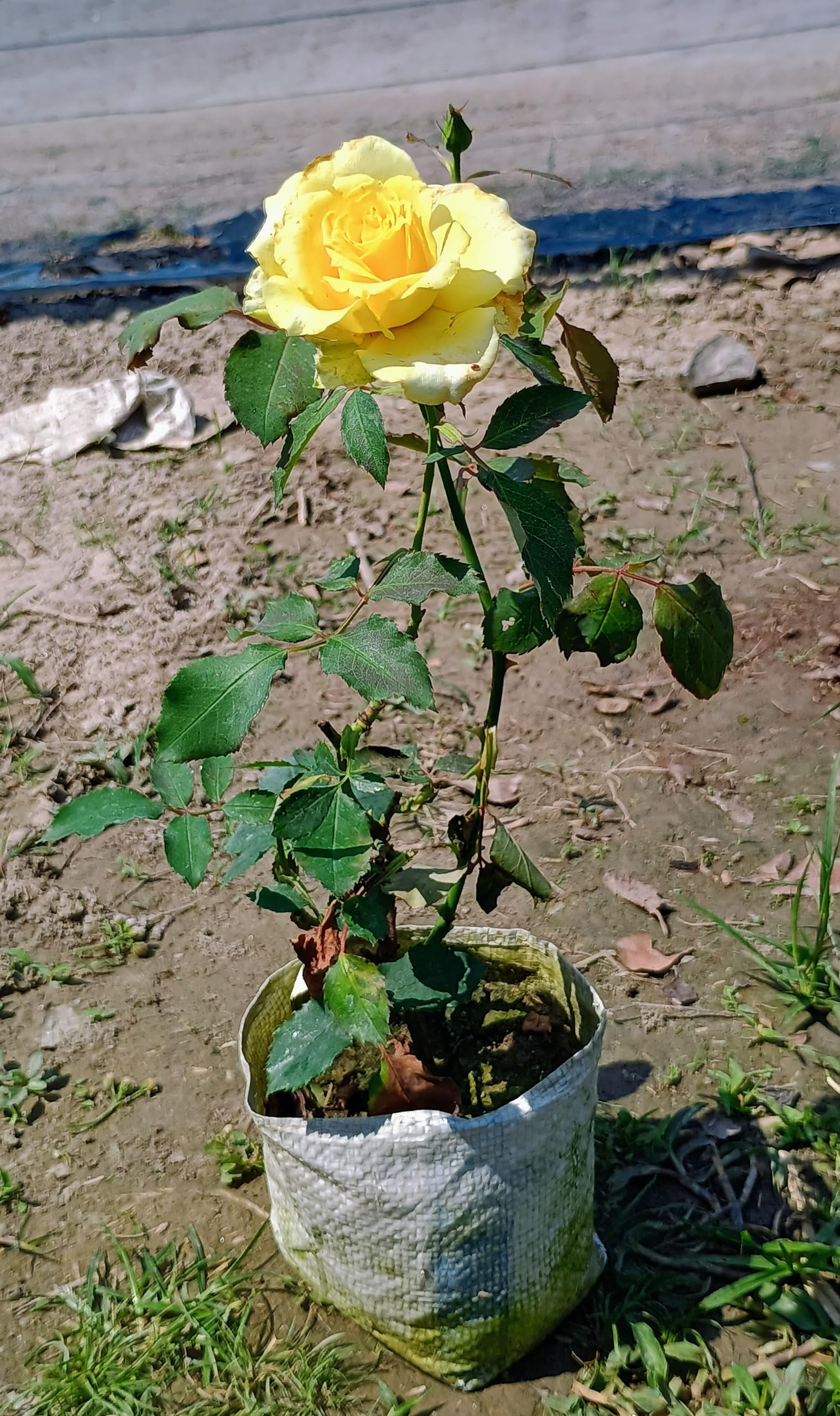 Yellow Roses in Garden Borders