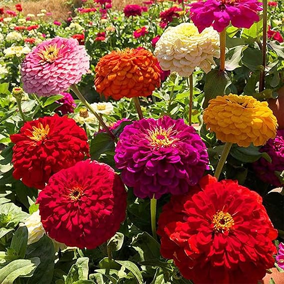Zinnias Growing in Garden Borders