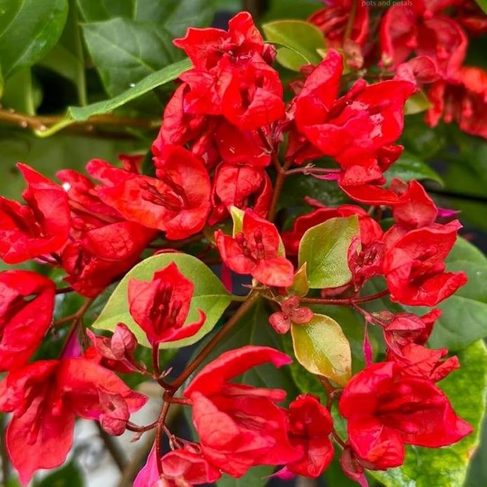 Garden Bougainvillea Flower Seeds