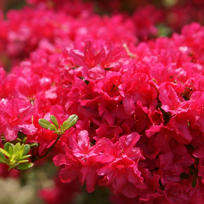 Garden Bougainvillea Flower Seeds