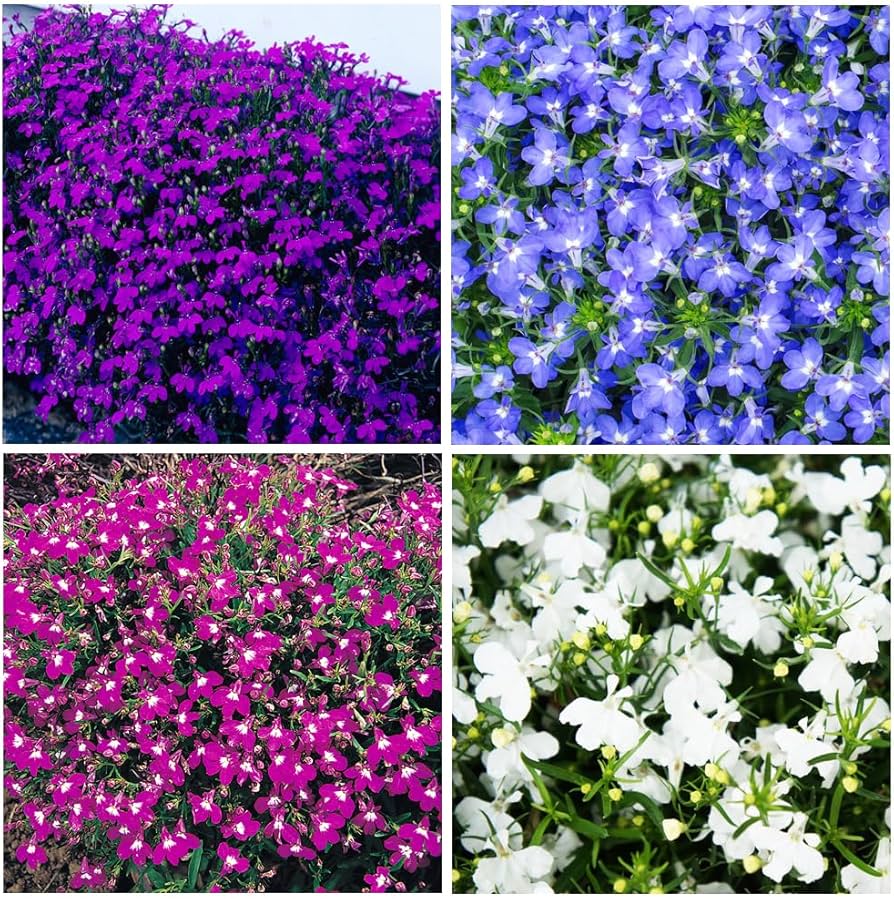 Garden Cascade Mixed Flower Seeds