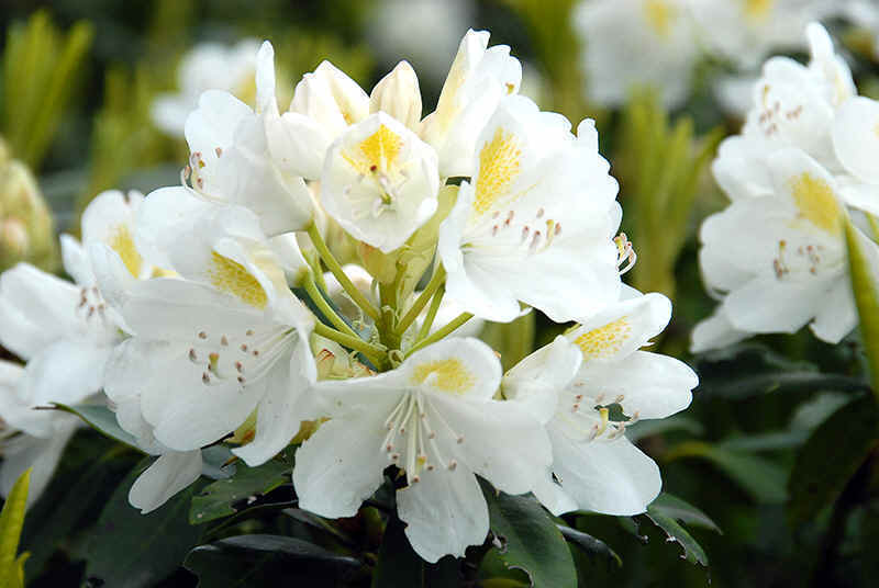 Garden Catawba White Flower Seeds