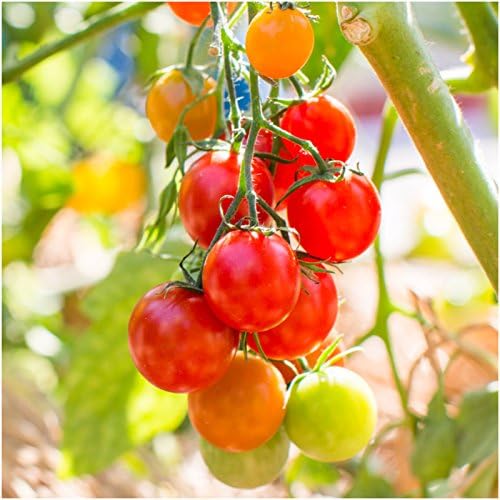 Cherry Tomato plants growing in home garden