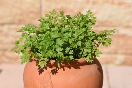 Garden Chervil seeds Anthriscus cerefolium growing tender gourmet foliage
