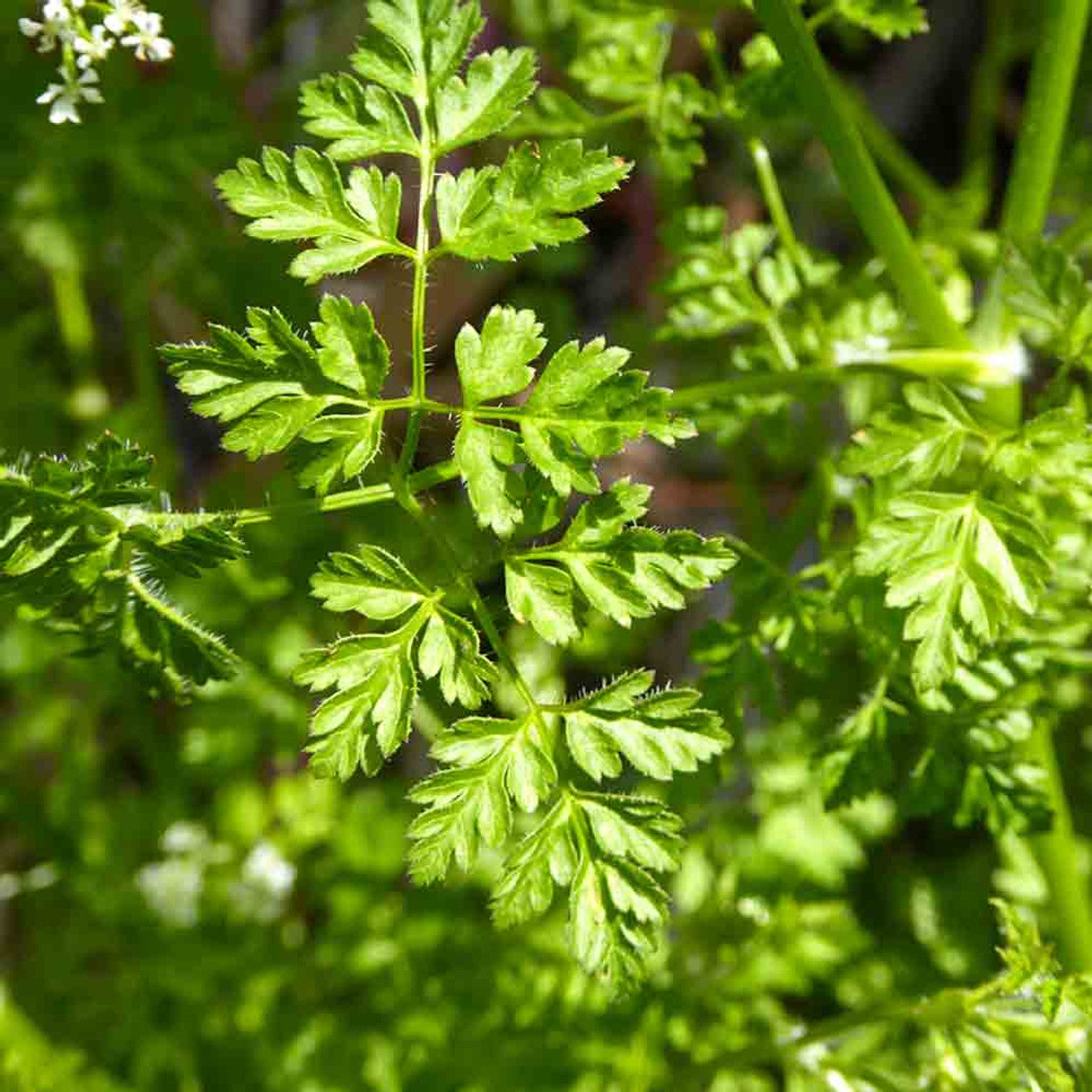 Garden Chervil seeds thriving in container and raised bed gardens