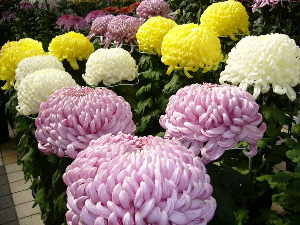 Garden Chrysanthemum Bicolor Flower Seeds