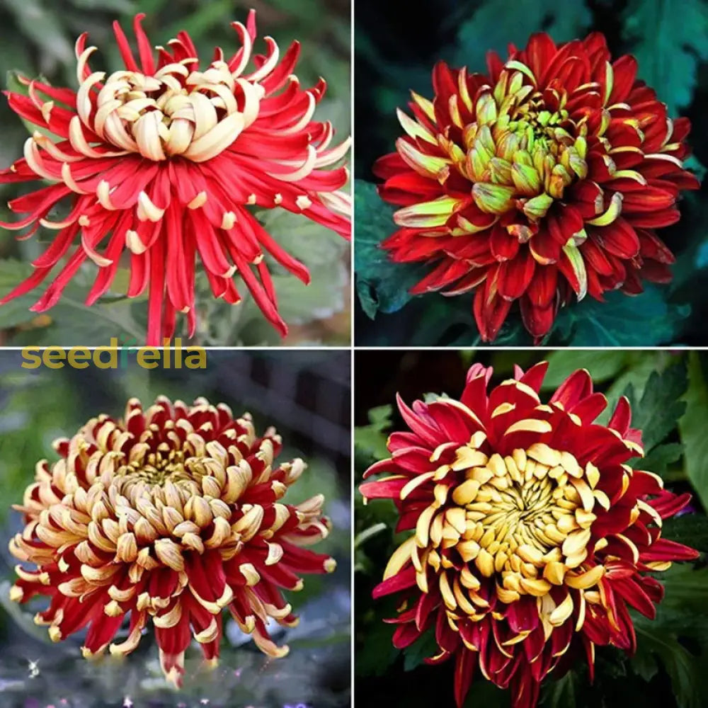 Garden Chrysanthemum Bicolor Flower Seeds