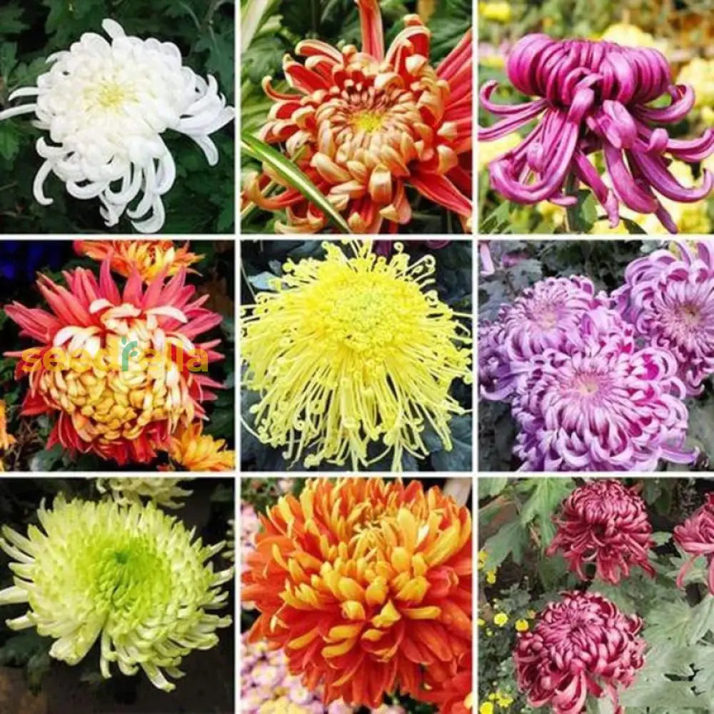 Garden Chrysanthemum Flower Seeds