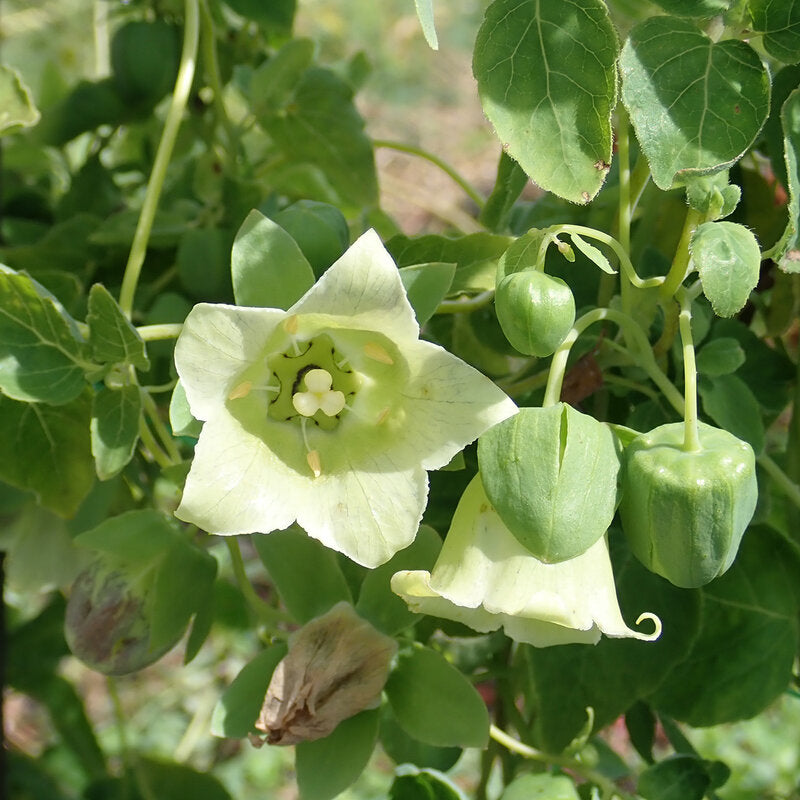 Garden Codonopsis Pilosula Flower Seeds