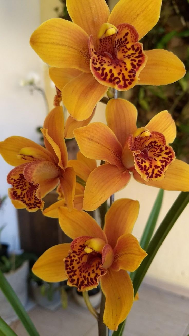 Yellow Orchid in Garden Container