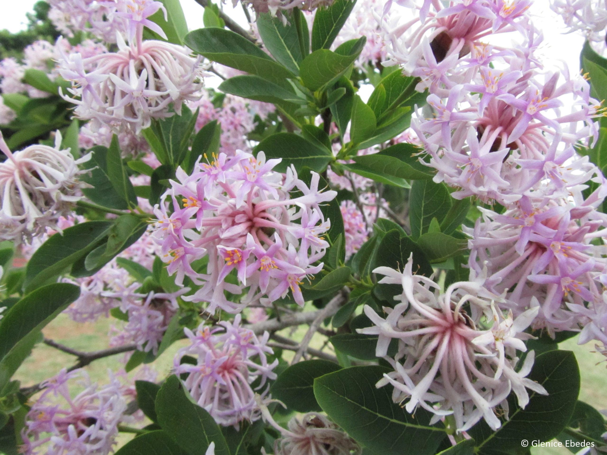 Garden Dais Cotinifolia Flower Seeds