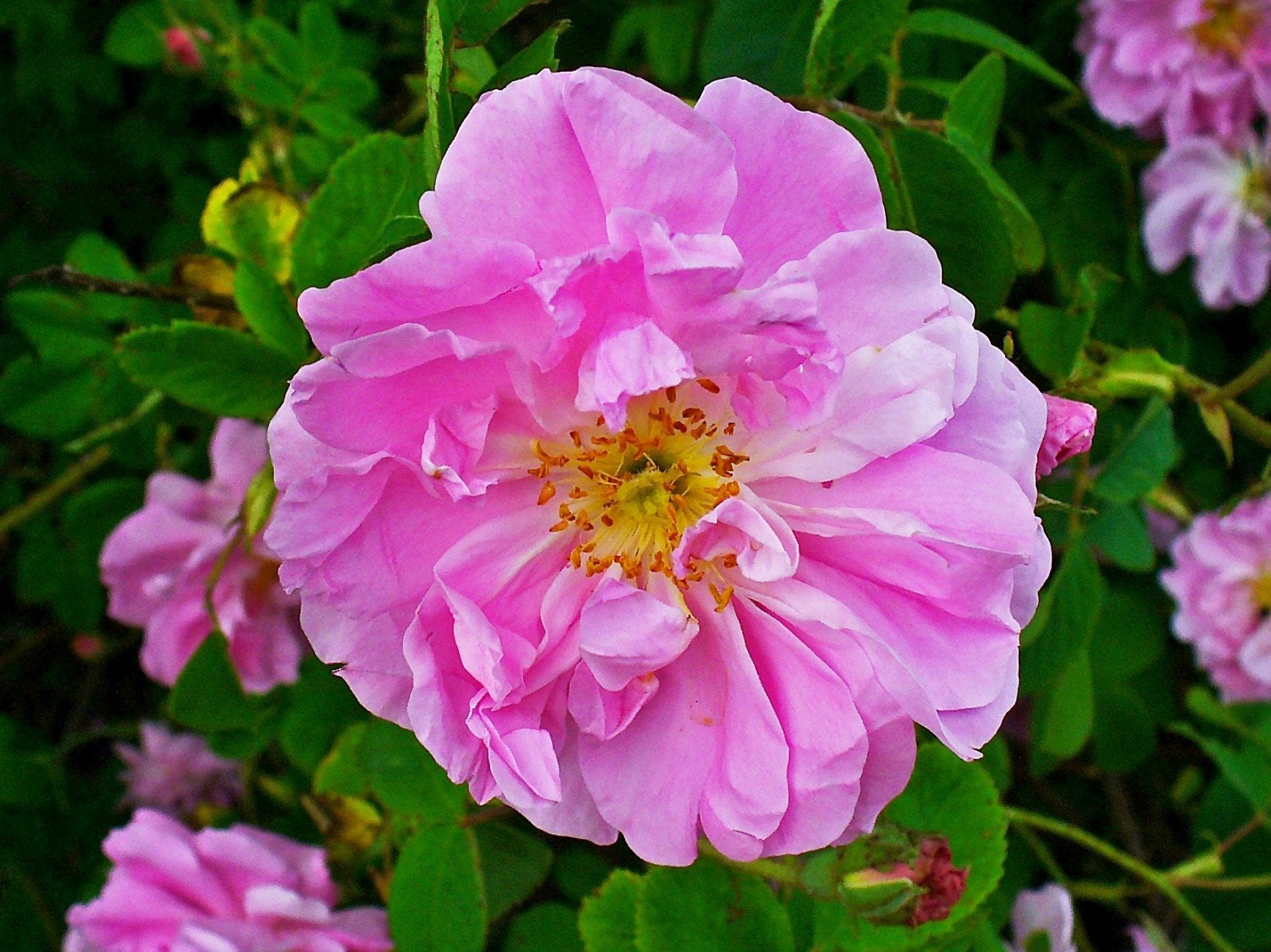 Damask Rose Bush Growing in Garden