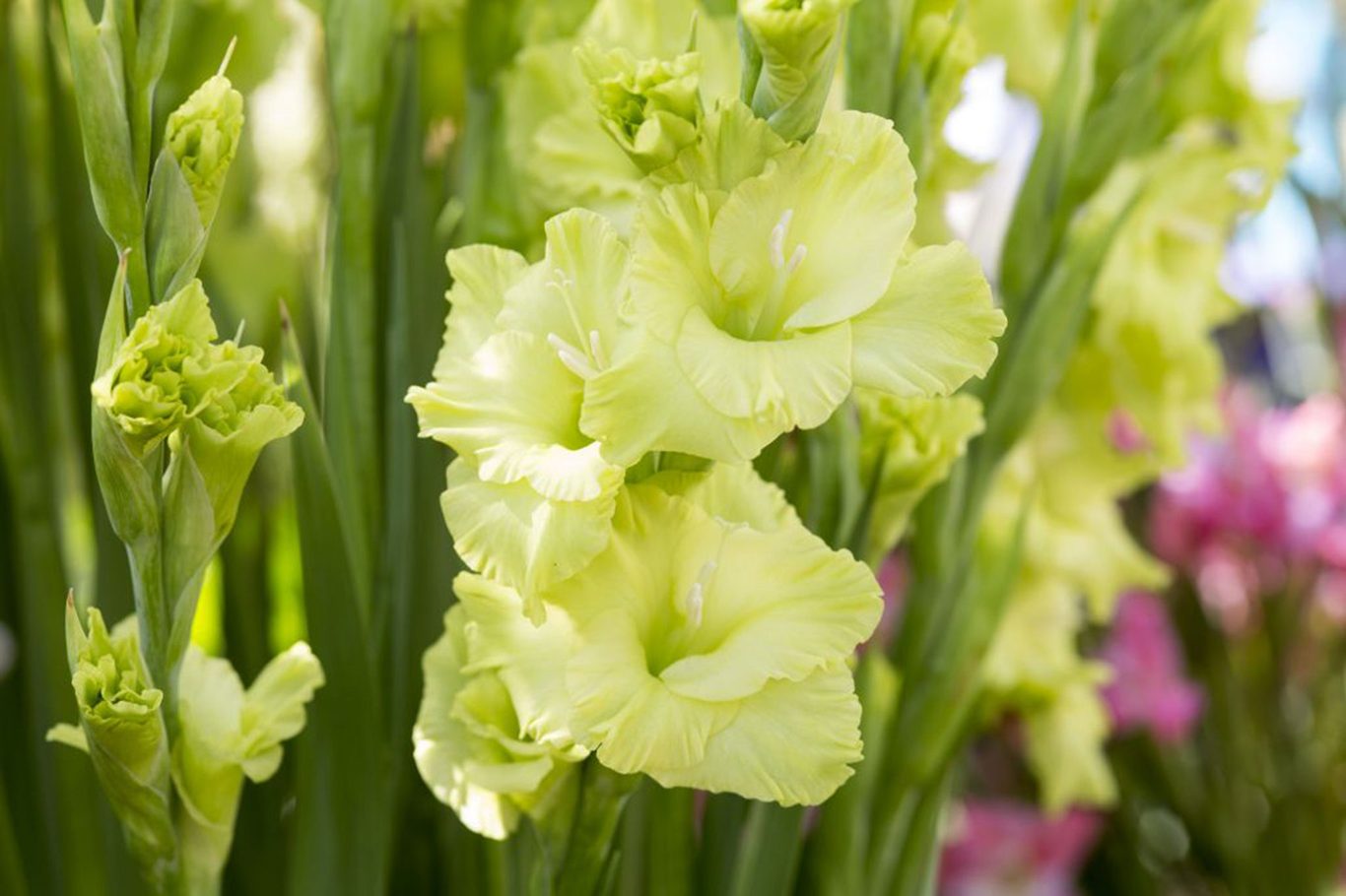 Garden Dark Green Gladiolus Seeds