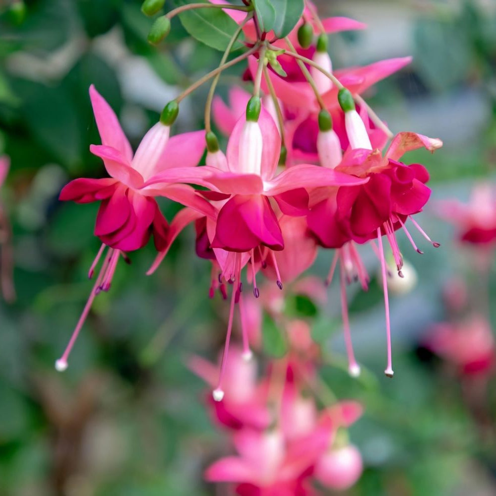 Garden Display of Dark Pink Fuchsia Flowers in Full Bloom