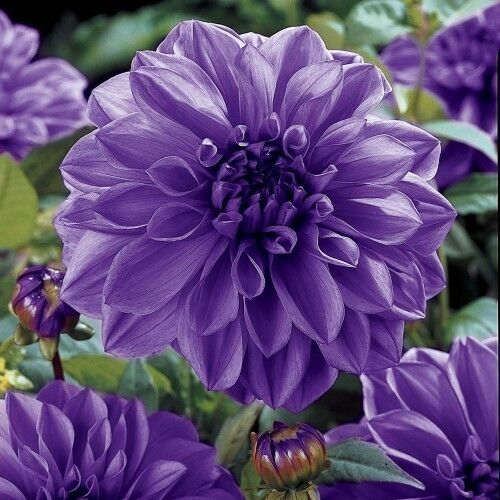 Dark Purple Dahlia Plants Growing in Garden Bed