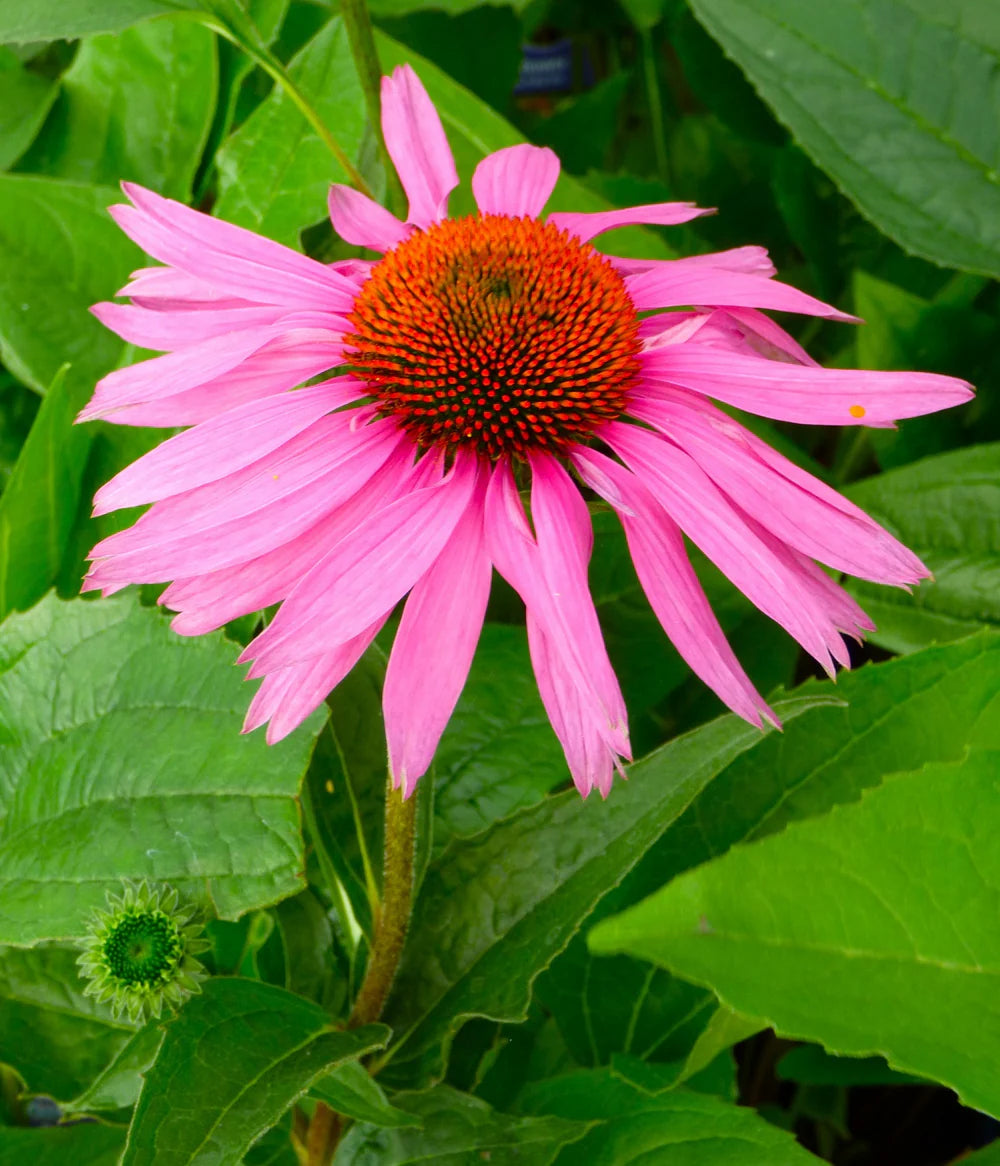 Garden Echinacea Flower Seeds