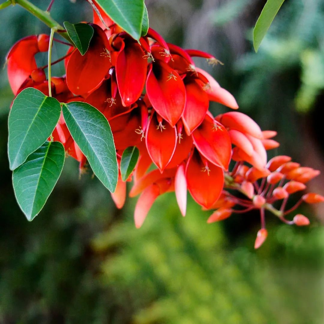 Garden Erythrina Yellow Flower Seeds