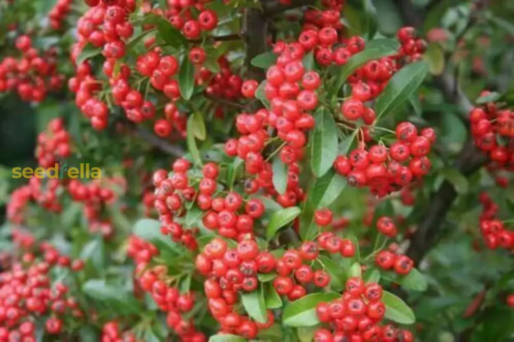 Garden Firethorn Shrub Grown from Premium Seeds