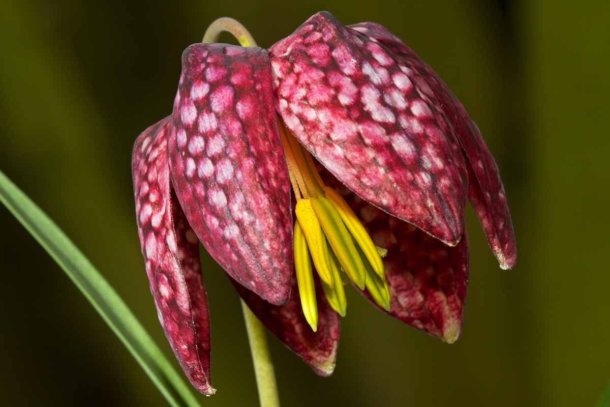 Garden Fritillaria Planting Seeds