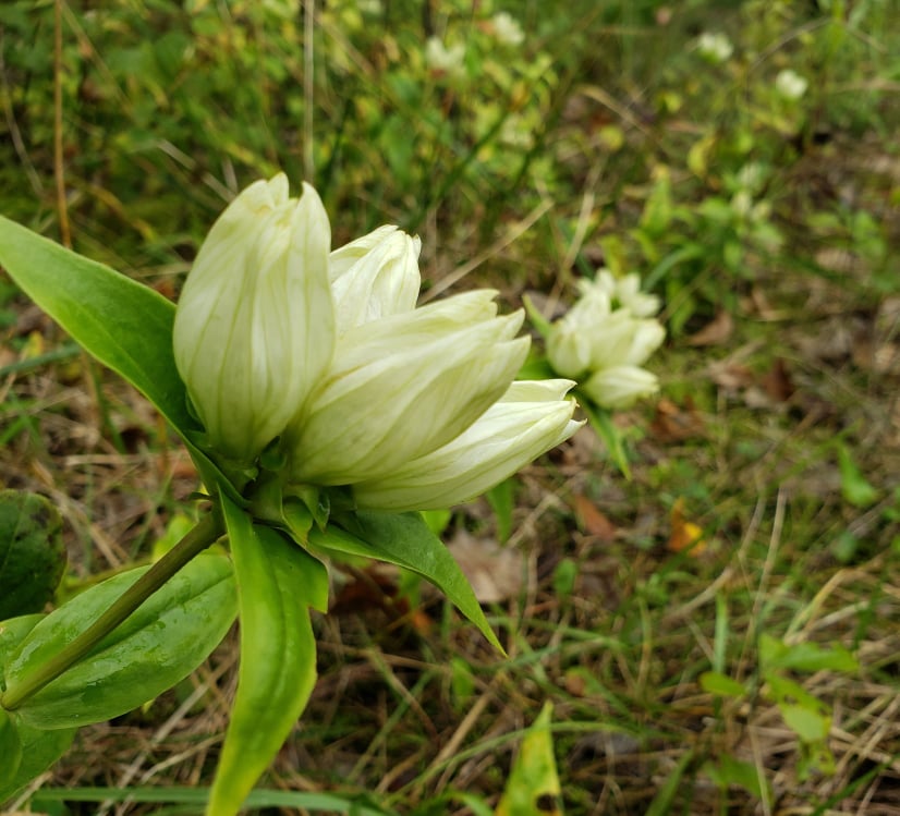 Garden Gentiana Cream Flower Seeds