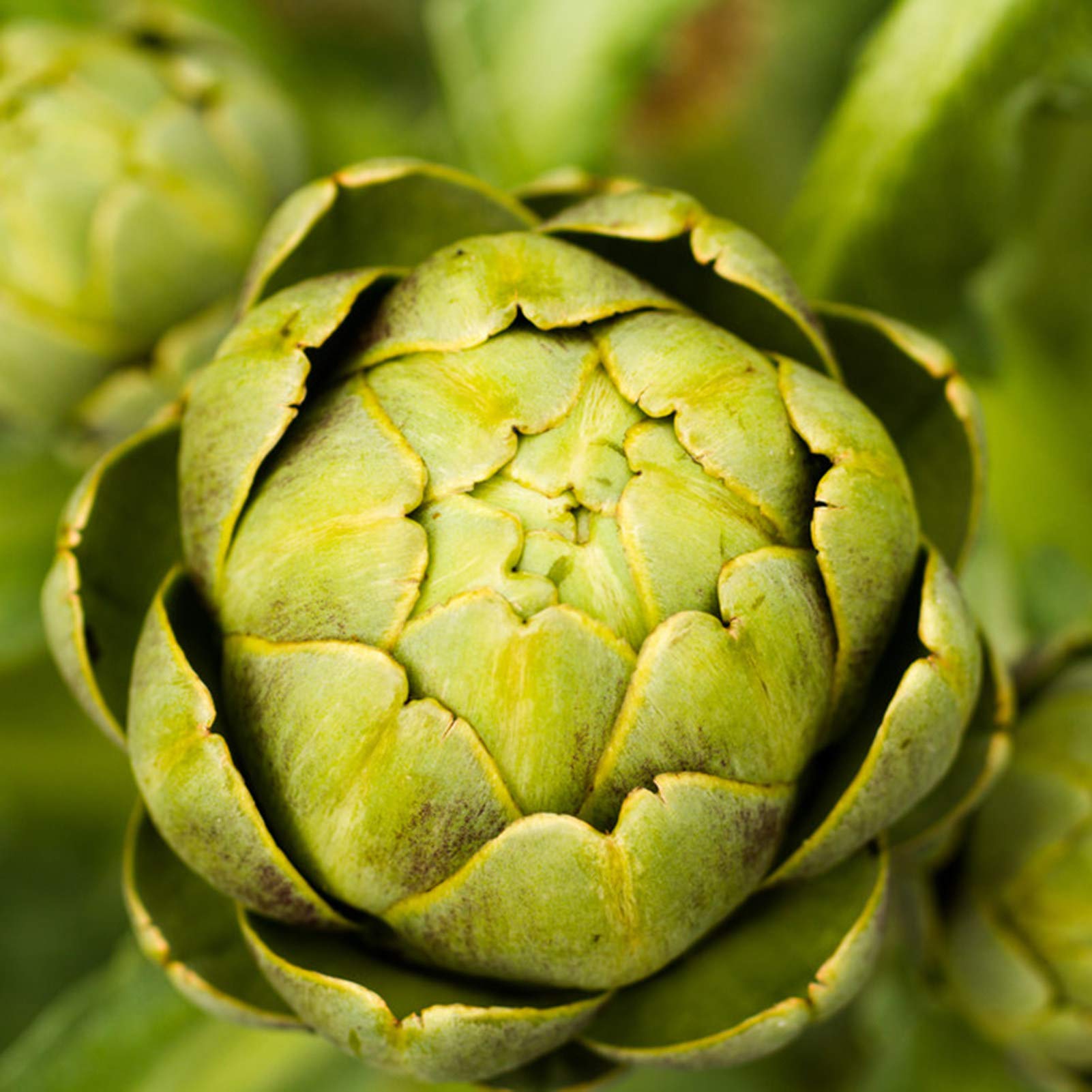 Garden Green Artichoke Vegetable Seeds