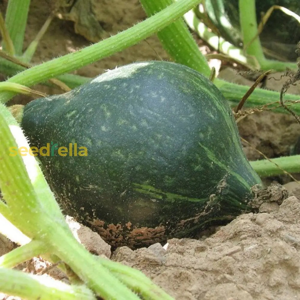 Green Hubbard squash growing in home garden