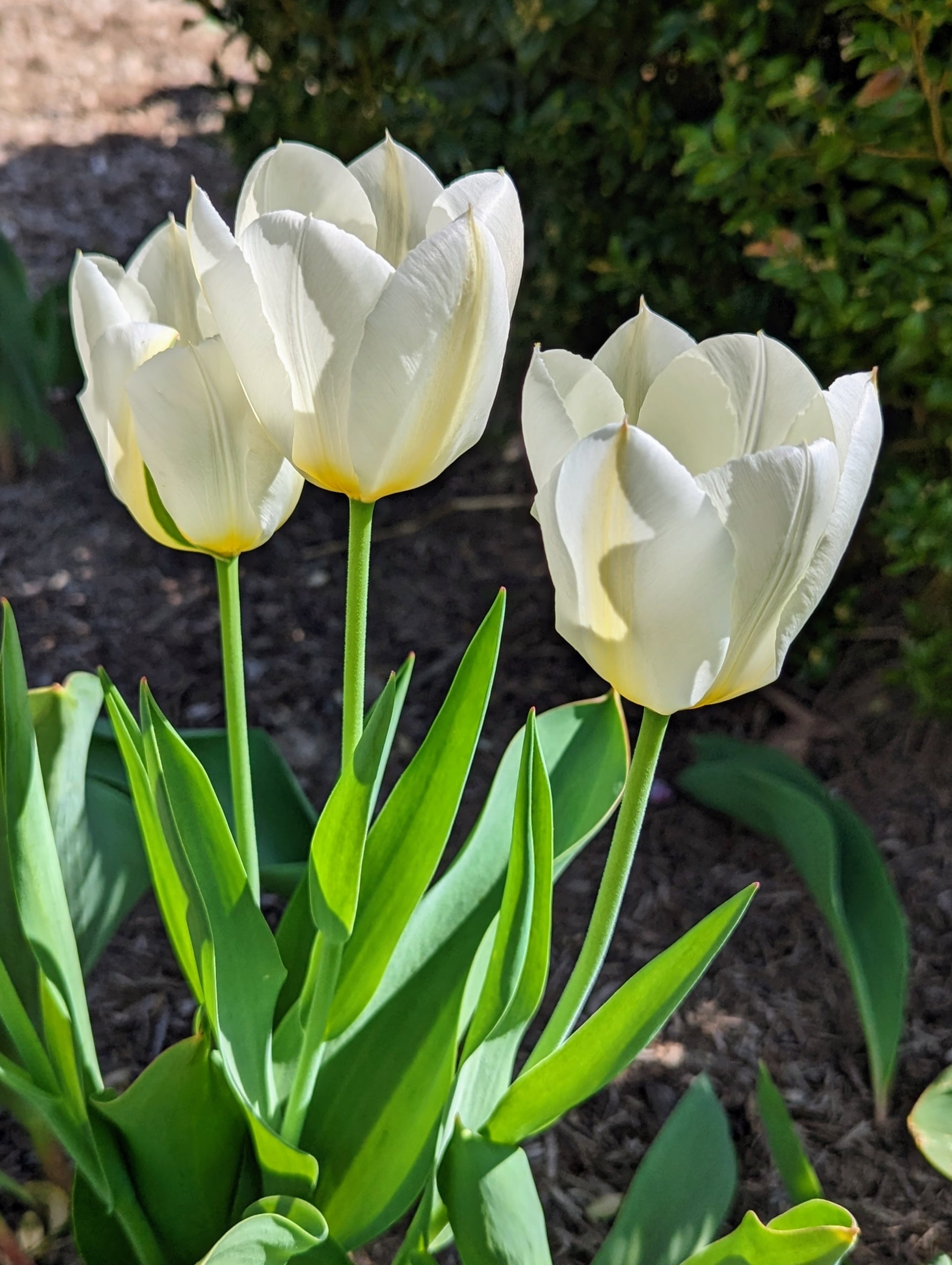 Green and White Tulip Flowers for Vibrant Garden Borders
