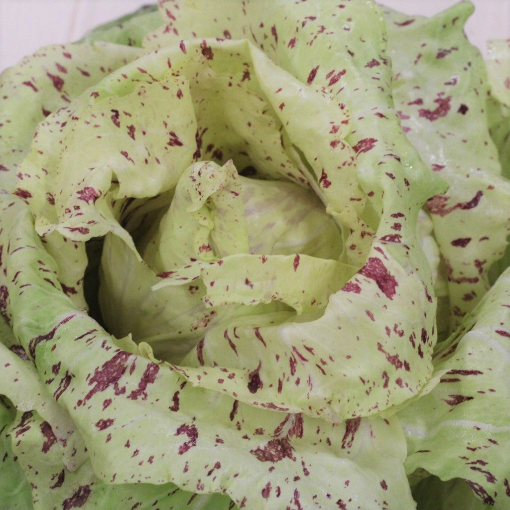 Castelfranco Radicchio Growing in Garden Bed