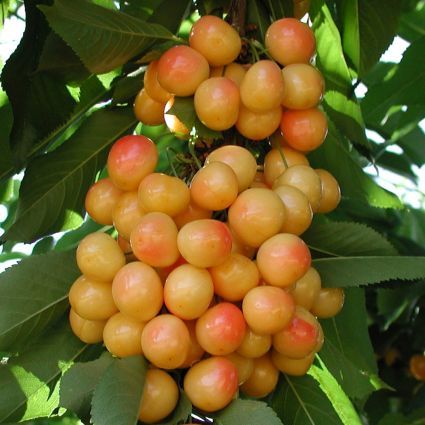 Rainier Sweet Cherry tree grown from seeds in a home garden