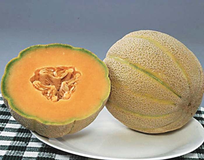 Halona Melon seeds for productive garden harvest