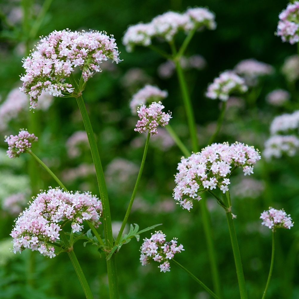 White and Pink Flower Clusters of Garden Heliotrope Valerian
