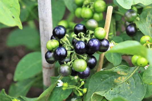 Garden Huckleberry Seeds – Solanum melanocerasum Non-GMO Fruit Bush