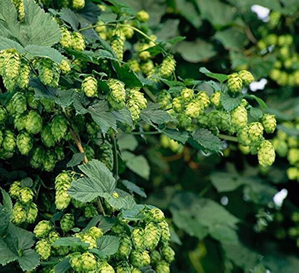 Garden Humulus Lupulus Seeds