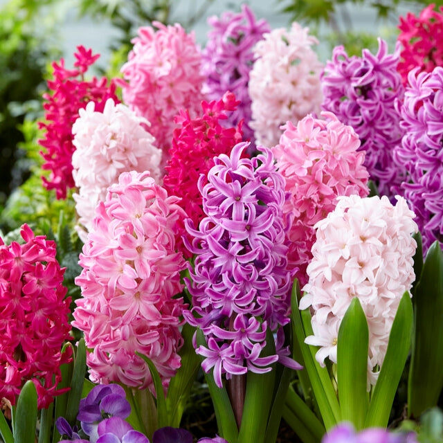 Garden Hyacinth Flower Seeds