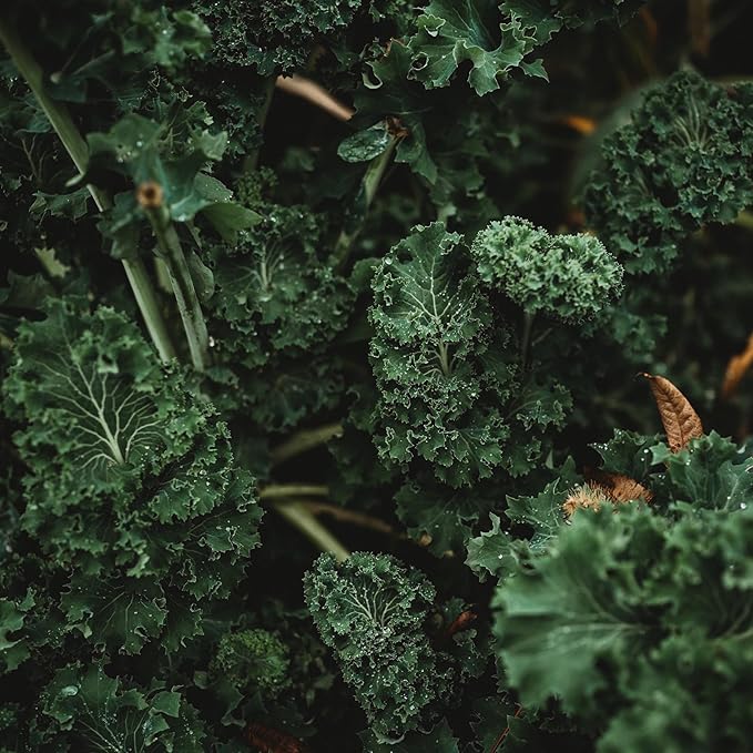 Kale plants growing in vegetable patch
