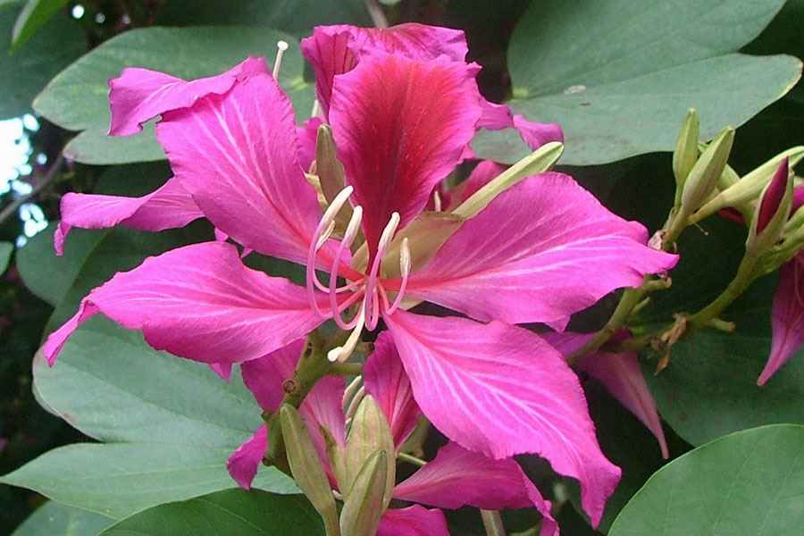 Bauhinia Trees Enhancing Garden Landscapes