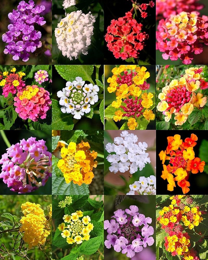 Garden Lantana Camara Flower Seeds