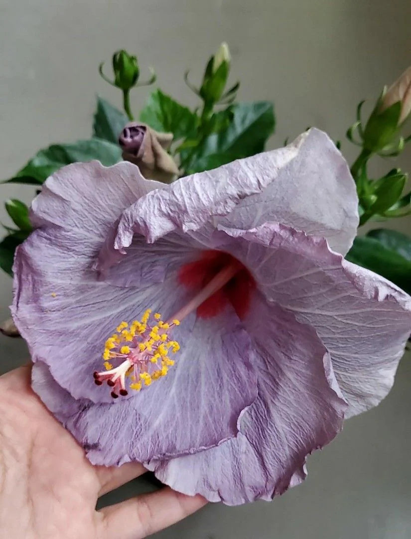 Garden Light Grey Hibiscus Flower Seeds