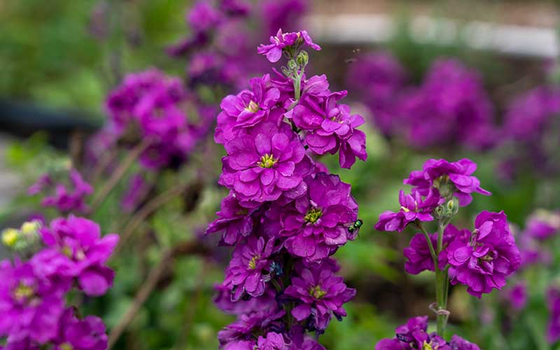 Garden Matthiola Deep Purple Flower Seeds