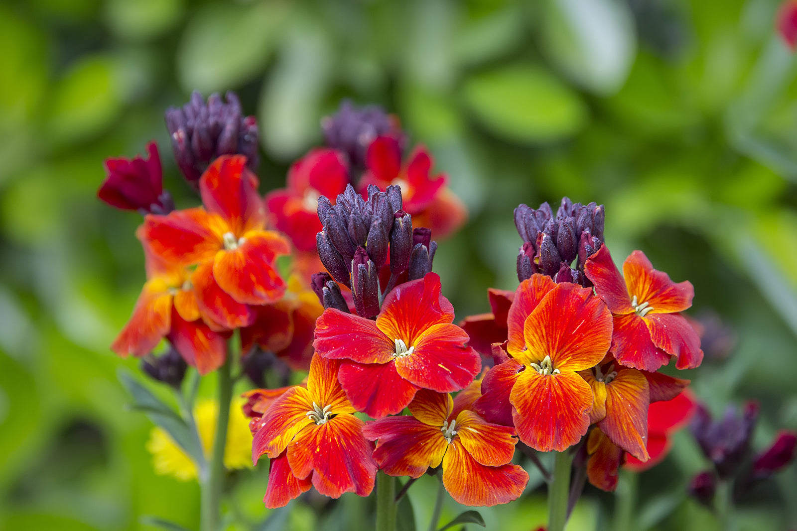 Garden Mixed Cheiranthus Cheiri Flower Seeds