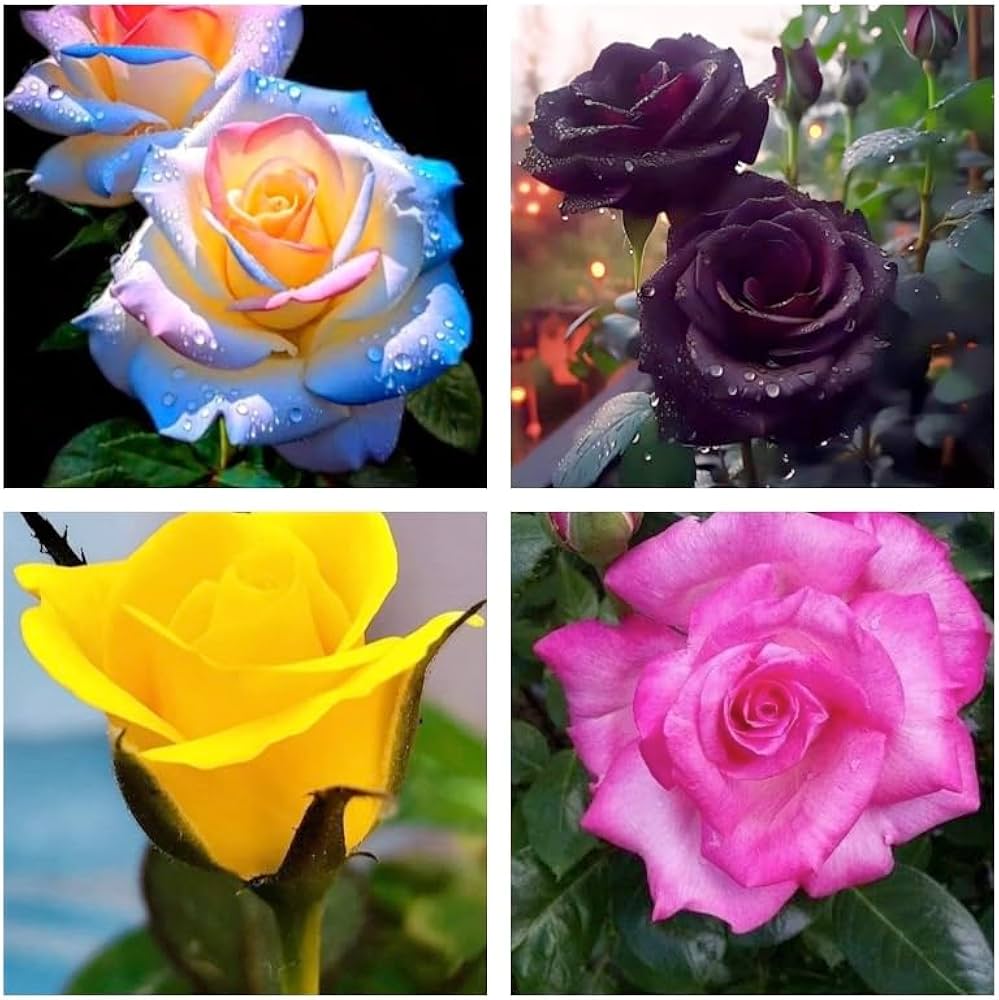 Mixed Colour Roses in full bloom in a garden landscape