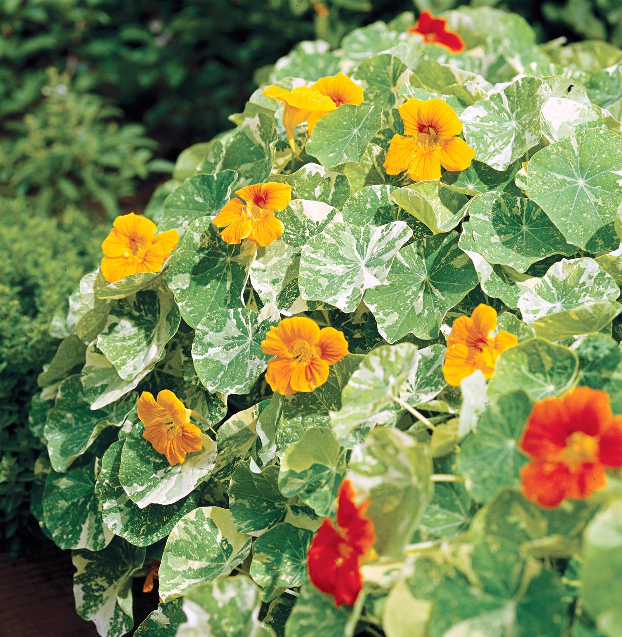 Dark Blue Nasturtium Flowers in Full Bloom