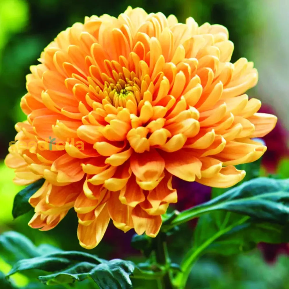 Garden Orange Chrysanthemum Seeds