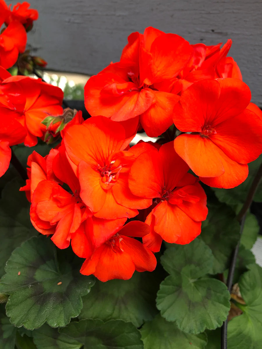 Garden Orange Geranium Flower Seeds